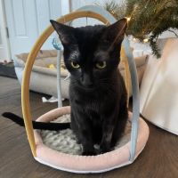 Bombay Cats for sale in Worcester, MA, USA. price: NA