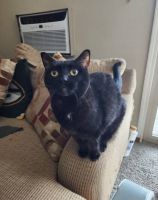 Bombay Cats for sale in Milwaukee, WI 53228, USA. price: NA