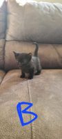 Bombay Cats for sale in Parker, CO 80138, USA. price: $200