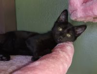 Bombay Cats for sale in Elmira, NY, USA. price: $50