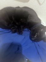 Bombay Cats for sale in Kissimmee, FL 34746, USA. price: NA