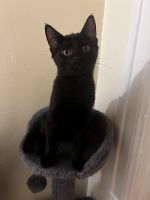 Bombay Cats for sale in Brooklyn, NY, USA. price: $100