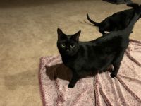 Bombay Cats for sale in Stafford, Virginia. price: $350