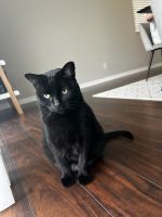 Bombay Cats for sale in Kissimmee, Florida. price: $100