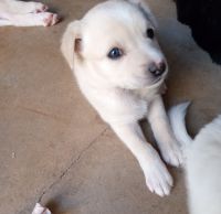 Borador Puppies for sale in Blythe, CA, USA. price: NA