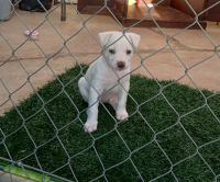 Borador Puppies for sale in Blythe, CA, USA. price: NA