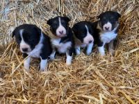 Border Collie Puppies for sale in Michigan Ave, West Bloomfield Township, MI 48324, USA. price: NA