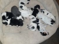 Border Collie Puppies for sale in Webster City, IA 50595, USA. price: NA