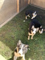 Border Collie Puppies for sale in Holland Patent, NY 13354, USA. price: NA