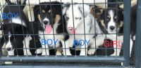 Border Collie Puppies for sale in Atlanta, GA 30303, USA. price: NA