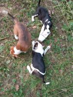 Border Collie Puppies for sale in Lexington, KY, USA. price: NA