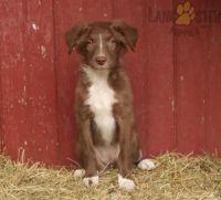 Border Collie Puppies for sale in 381 Gerry Rd, North Brunswick Township, NJ 08902, USA. price: NA
