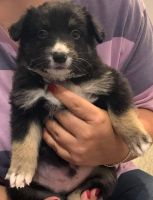 Border Collie Puppies for sale in Copperas Cove, TX, USA. price: NA