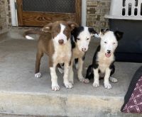 Border Collie Puppies for sale in Lytle, TX 78052, USA. price: NA
