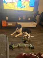 Border Collie Puppies for sale in Tampa, FL 33619, USA. price: NA