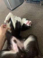 Border Collie Puppies for sale in 989 Grooms Rd, Rexford, NY 12148, USA. price: NA