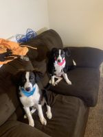 Border Collie Puppies for sale in Starkville, MS 39759, USA. price: NA