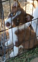 Border Collie Puppies for sale in 24343 Kennefick Rd, Galt, CA 95632, USA. price: NA