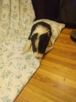 Border Collie Puppies for sale in Meridian, MS, USA. price: NA