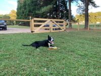 Border Collie Puppies for sale in Erwin, NC, USA. price: NA