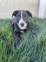 Border Collie Puppies for sale in Nampa, ID, USA. price: NA