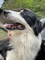 Border Collie Puppies for sale in Iron Station, NC 28080, USA. price: NA