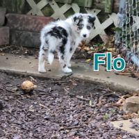 Border Collie Puppies for sale in Waseca, MN 56093, USA. price: NA