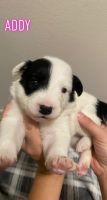Border Collie Puppies for sale in Phoenix, AZ 85053, USA. price: NA