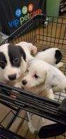 Border Collie Puppies for sale in Monessen, PA, USA. price: NA