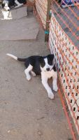 Border Collie Puppies for sale in Green Valley, AZ, USA. price: NA