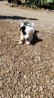 Border Collie Puppies for sale in Green Valley, AZ, USA. price: NA