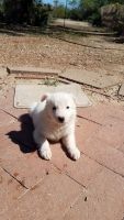 Border Collie Puppies for sale in Sahuarita, AZ, USA. price: NA