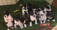 Border Collie Puppies for sale in Concord, CA, USA. price: NA