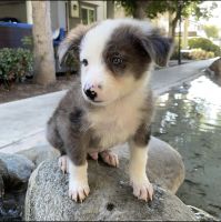 Border Collie Puppies for sale in Costa Mesa, CA, USA. price: NA