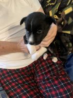 Border Collie Puppies for sale in Scottsburg, IN 47170, USA. price: NA