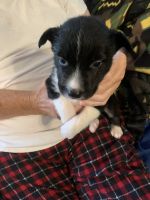 Border Collie Puppies for sale in Scottsburg, IN 47170, USA. price: NA