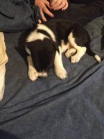 Border Collie Puppies for sale in Foley, MN 56329, USA. price: NA
