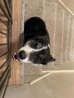 Border Collie Puppies for sale in Lewiston, ID 83501, USA. price: NA
