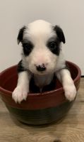 Border Collie Puppies for sale in Hemet, CA, USA. price: NA