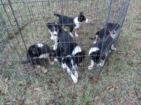 Border Collie Puppies for sale in Sheridan, TX 77475, USA. price: NA