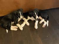 Border Collie Puppies for sale in Sandy, UT, USA. price: NA