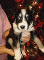 Border Collie Puppies for sale in Baltimore, MD, USA. price: NA