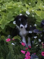 Border Collie Puppies for sale in 1014 Kiwi Ave, Kalona, IA 52247, USA. price: NA