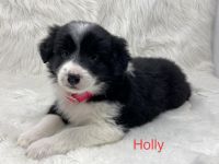 Border Collie Puppies for sale in Navarre, OH 44662, USA. price: NA