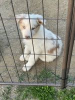 Border Collie Puppies for sale in Raymond, CA, USA. price: NA