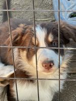 Border Collie Puppies for sale in Raymond, CA, USA. price: NA