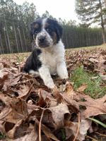 Border Collie Puppies for sale in Cross Hill, SC 29332, USA. price: NA