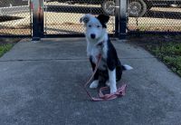 Border Collie Puppies for sale in Hayward, CA, USA. price: NA