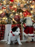 Border Collie Puppies for sale in Pico Rivera, CA, USA. price: NA