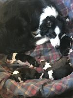 Border Collie Puppies for sale in Rochester, IN 46975, USA. price: NA